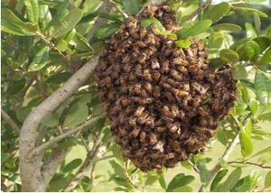 Beeswarm.jpg