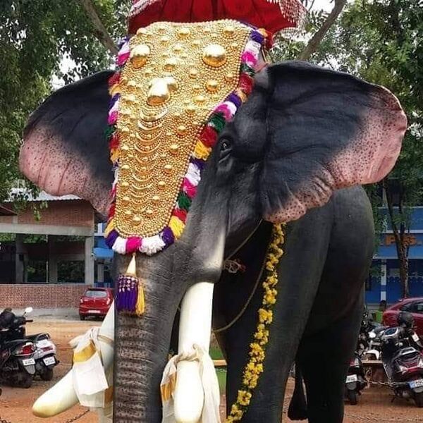 പ്രമാണം:23223 20.jpeg