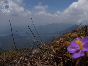 44060 VALLEY OF Agasthyakoodam.jpg