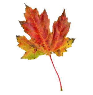 PNGPIX-COM-Autumn-Leaf-PNG-Transparent-Image-2.png