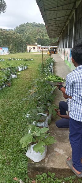 പ്രമാണം:VEG CULTIVATION.jpg