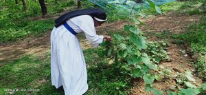 25461-vegetable garden.jpeg