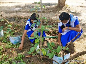 Adukkalathottam 35052 22 (6).jpg