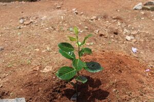 20001 environmentday4.JPG