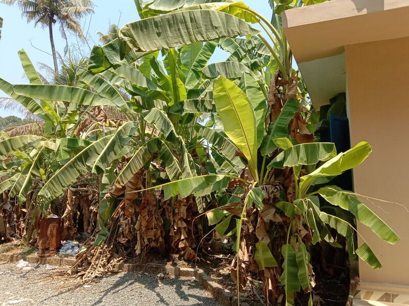 പ്രമാണം:27307 KRISHI.jpeg