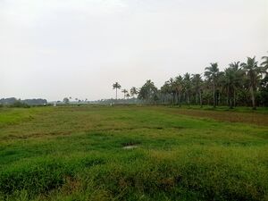 Field5.jpg