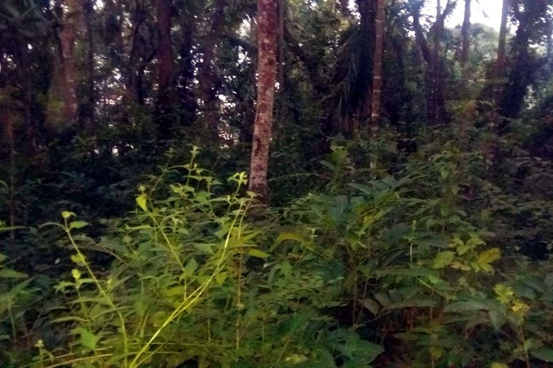 പ്രമാണം:20161110 180557wsbzfgx.jpg