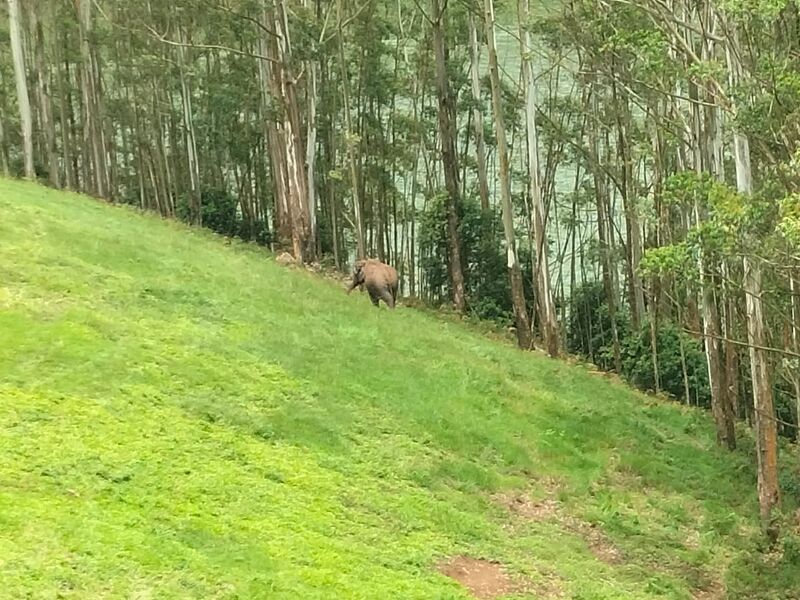 പ്രമാണം:20659 green.jpeg