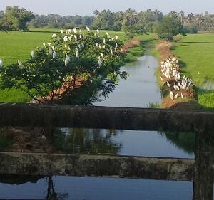 37001 nelpadam2.jpeg