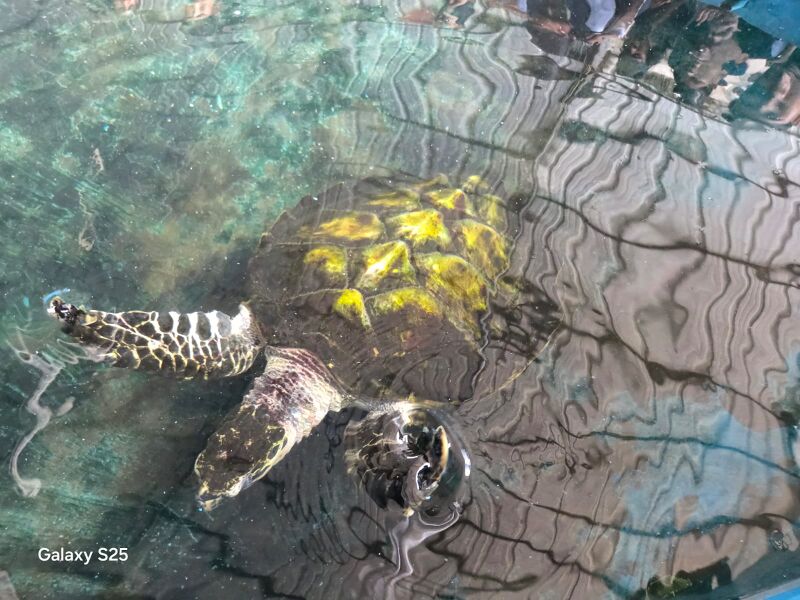 പ്രമാണം:41101 TKMHSS eco club(1).jpg