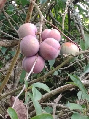 My village fruits.jpg