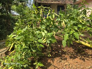 Pachakkarithottam 2024.jpg