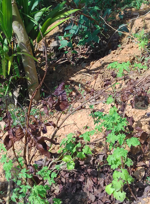 29411 HomeGarden.png