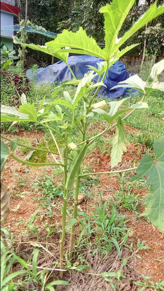 പ്രമാണം:31207 35.png