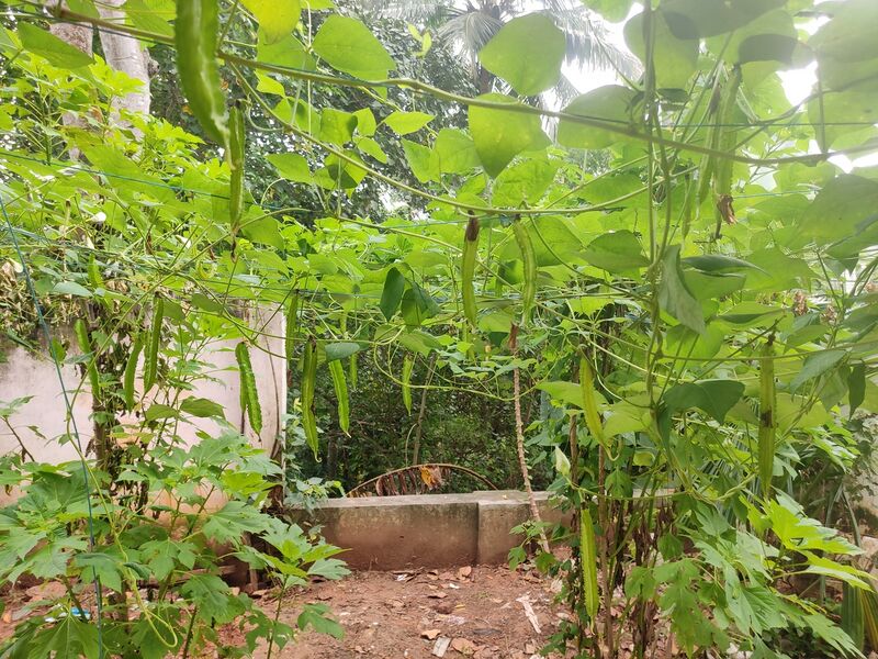 പ്രമാണം:44050 24 2 7 21.jpg