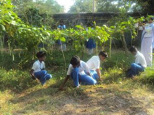 Jaivakrishi 15 35052 (1).JPG