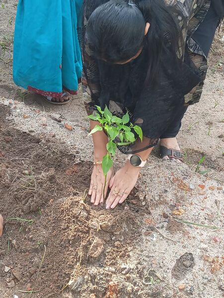 പ്രമാണം:34006 seed.jpeg