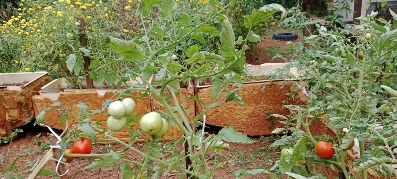 പ്രമാണം:19881 biofarming3.jpg