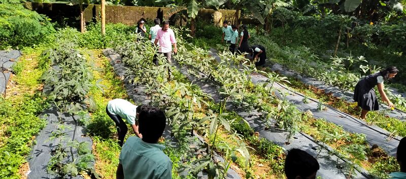 പ്രമാണം:31262- valavoor-harvesting4.jpg