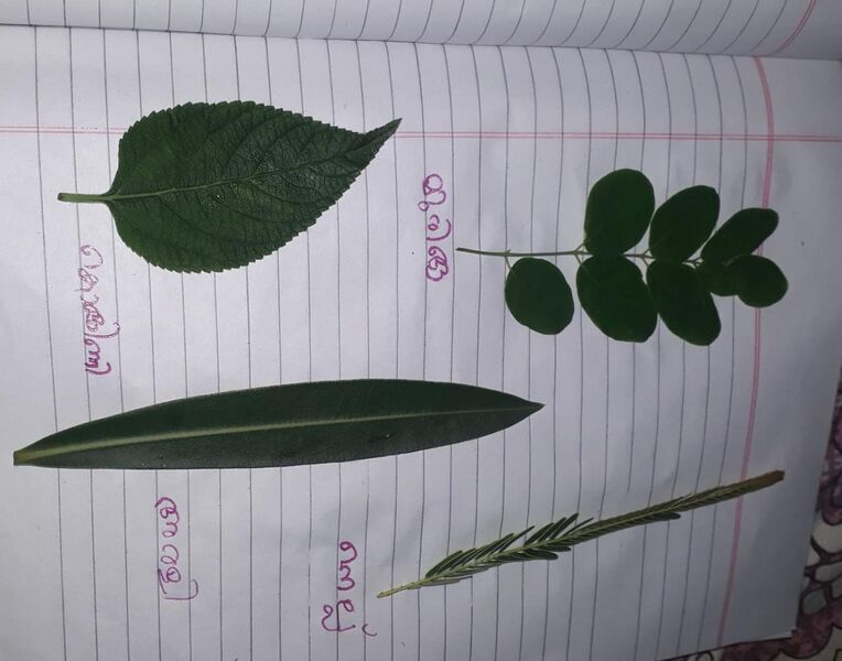 പ്രമാണം:35219 94.jpeg