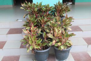 44050 22 15 a12.jpeg