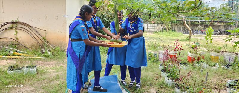 പ്രമാണം:Vegetable garden 35052 23 3.jpg