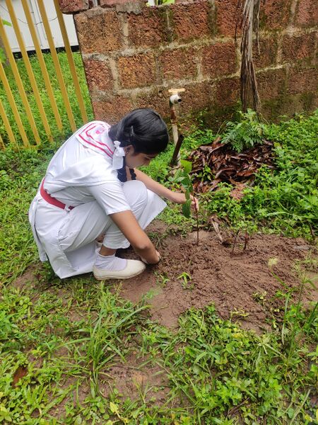 പ്രമാണം:14002 red2.jpeg