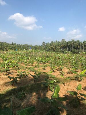 14029 AGRICULTURE.jpg