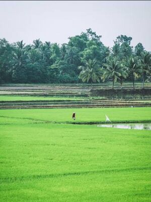 Kunissery Paddy Field.jpeg