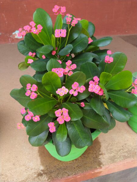 പ്രമാണം:28012 SP 1920 295.jpeg