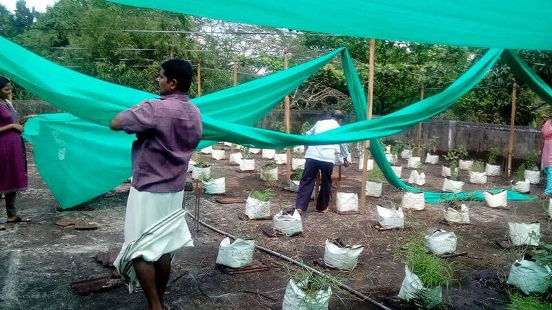 പ്രമാണം:29312 terracekrishi2.jpeg