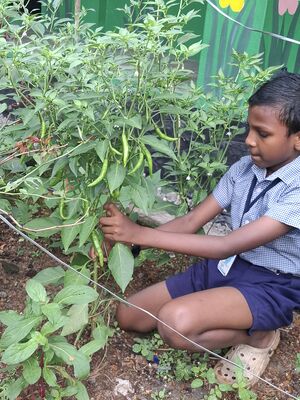 ALP 35330 VEGETABLE GARDEN2.jpg