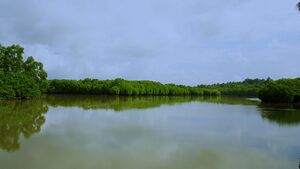 11020 Kumbla Mangrove forest.jpg