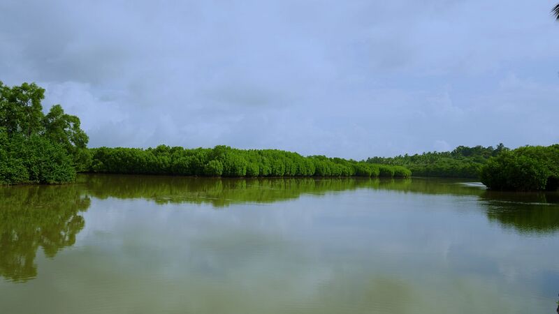 പ്രമാണം:11020 Kumbla Mangrove forest.jpg