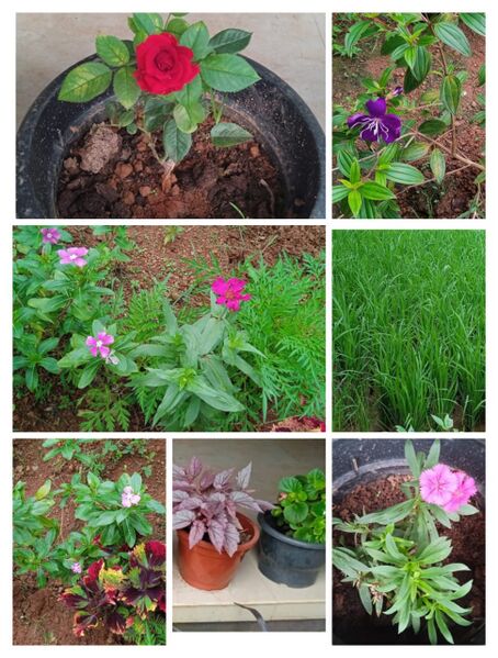 പ്രമാണം:23314 JLPS CHERUVAL.jpg