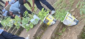 38077 Vegitable Garden 2025 3.jpg