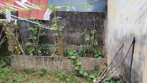 42069 kitchen garden2501.jpg