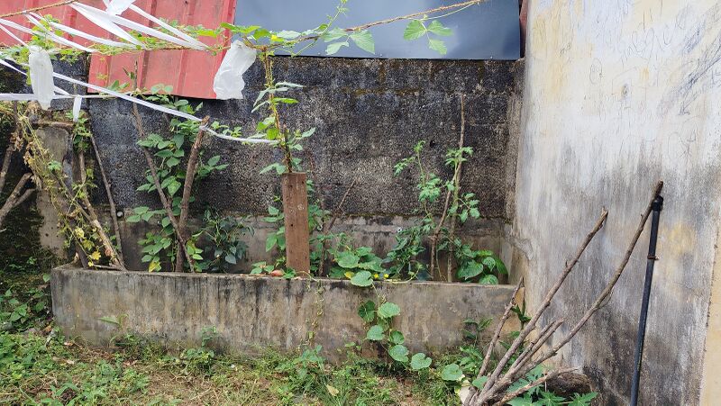 പ്രമാണം:42069 kitchen garden2501.jpg