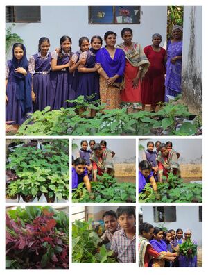 16256 vegitable garden.jpg