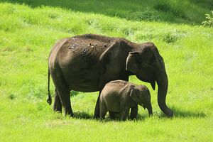 30001Elephant Munnar.jpg