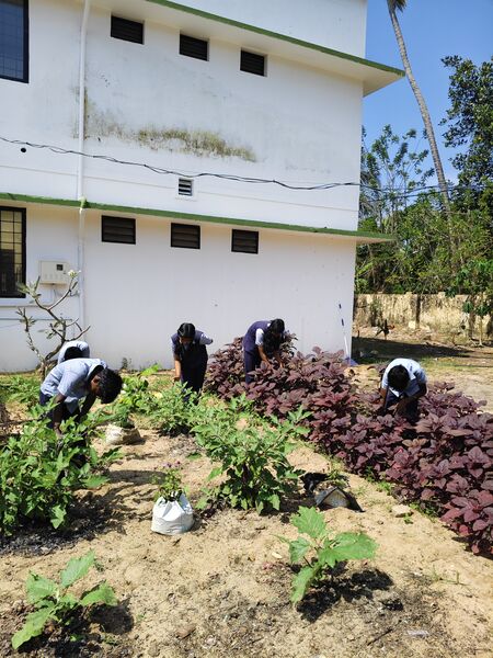 പ്രമാണം:34040 ALP krishi2.jpg