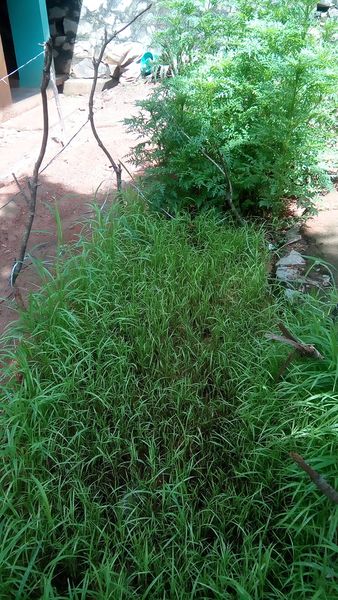 പ്രമാണം:44050 587.jpg