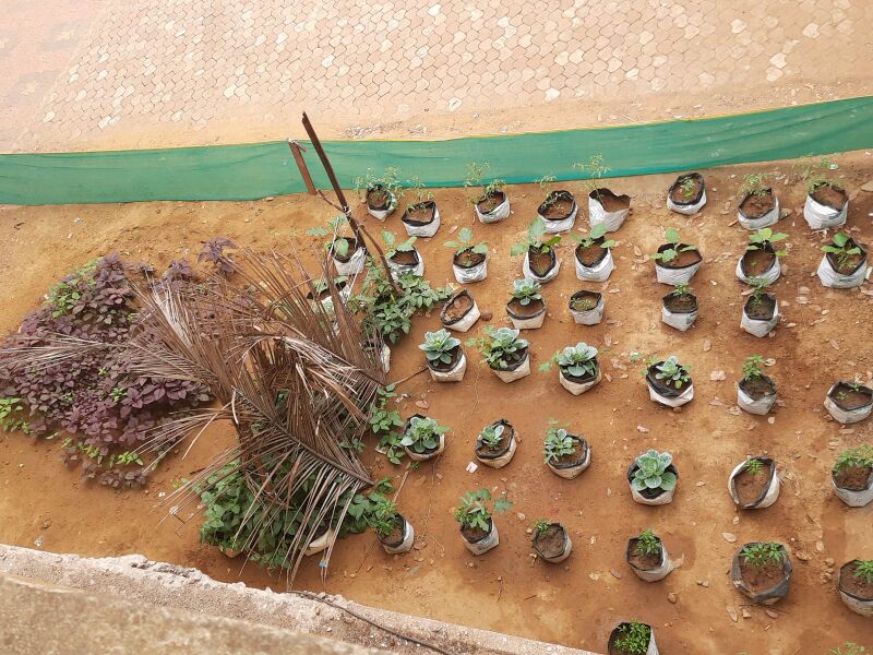 പ്രമാണം:11453 krushi2.jpeg