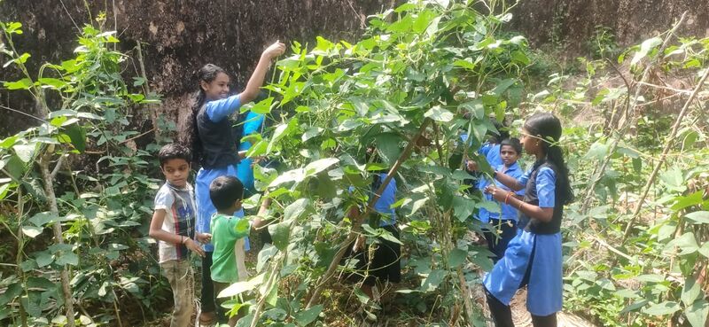 പ്രമാണം:11453krishi 5.jpeg