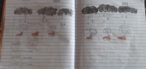 20621-pkd-ishal meharin.jpg