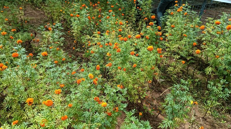 പ്രമാണം:43052 seed club.jpg