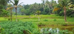 My village pic1.jpg