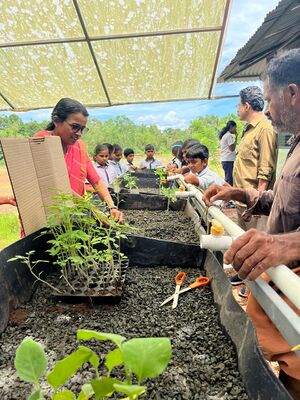 12235 aquaponix tomato.jpeg