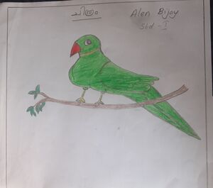 32364-KTM-KUNJ-ALEN BIJOY.jpg