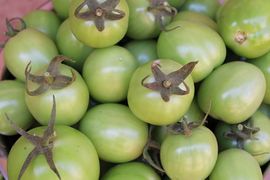 young farmers in vegetable gardon